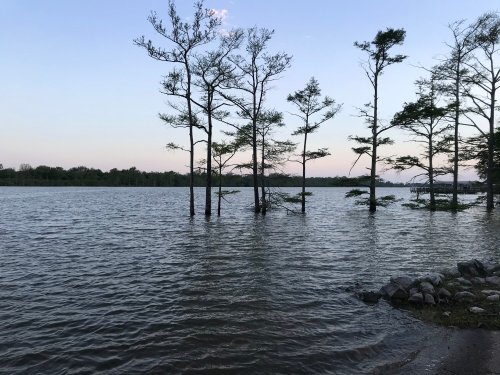 A serene lake scene at dusk, with trees partially submerged in calm water and a rocky shoreline.