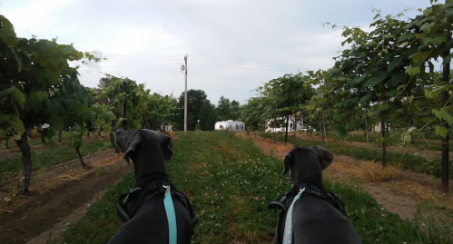 Two dogs sit in a vineyard, facing a path lined with grapevines and an Airstream trailer in the distance.