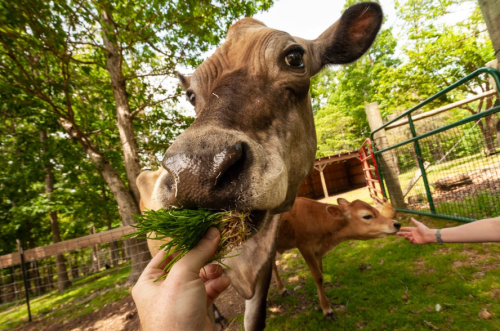 A close-up of a cow eating grass from a person's hand, with a calf nearby in a green, sunny farm setting.