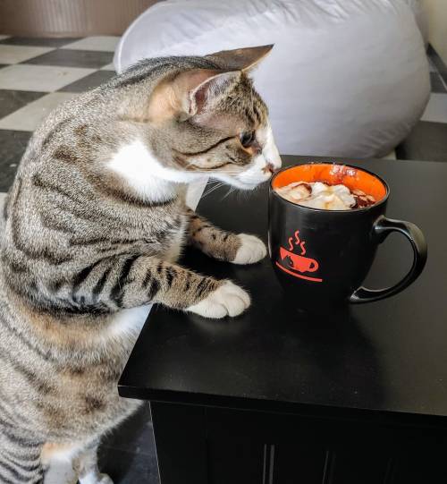 A curious tabby cat leans over a table, eyeing a black coffee mug with a steaming cup design.