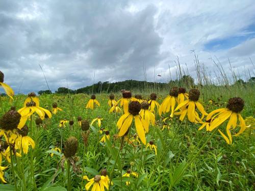 A field of yellow flowers under a cloudy sky, with green grass and distant trees in the background.