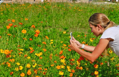 A woman takes a photo of vibrant orange and yellow flowers in a lush green field.