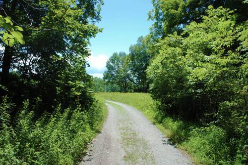 A winding gravel path surrounded by lush green trees and grass under a clear blue sky.