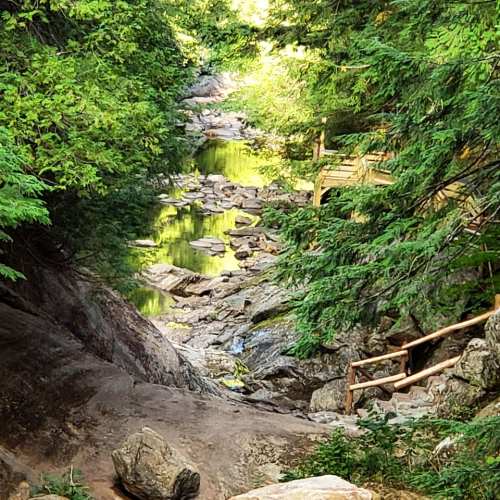 A serene forest scene with a rocky path leading to a calm stream surrounded by lush greenery.