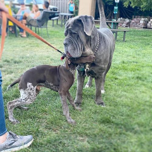 Two dogs play together in a grassy area, one large and gray, the other smaller and brown with spots.
