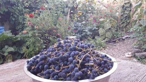 A bowl overflowing with fresh, dark grapes sits on a wooden table, surrounded by a vibrant garden.