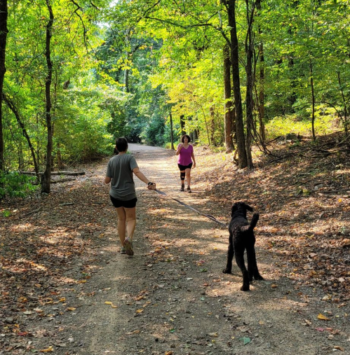 Two people walk a dog along a wooded path, surrounded by green trees and fallen leaves.