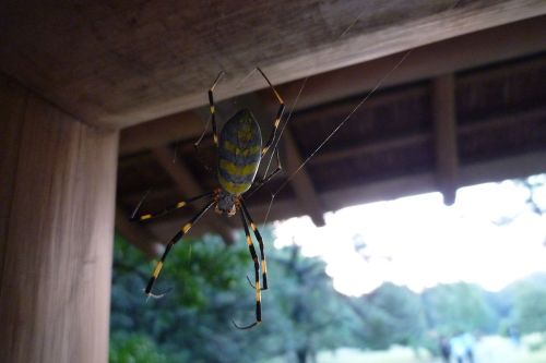A large spider with yellow and black stripes hanging from a wooden structure, surrounded by greenery in the background.