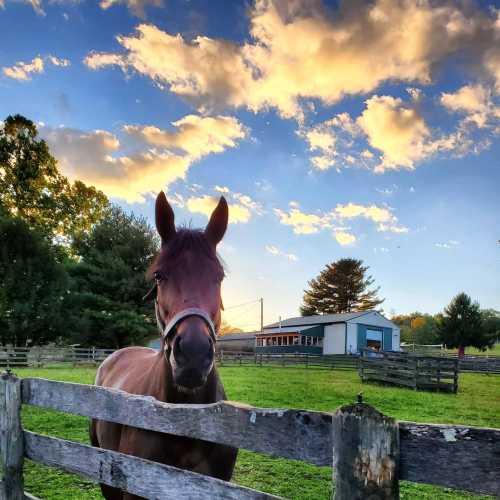 A brown horse stands near a wooden fence, with a scenic background of trees and a colorful sky at sunset.