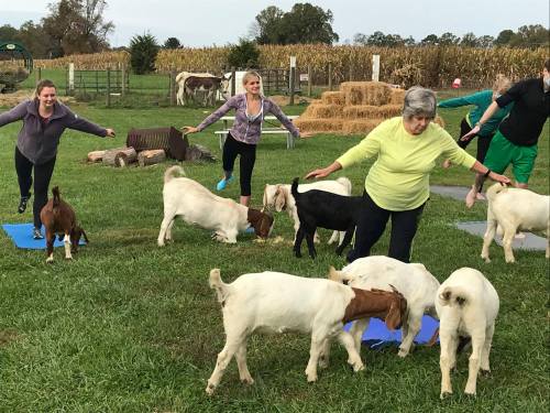 A group of people practicing yoga outdoors with goats roaming around them on a grassy field.