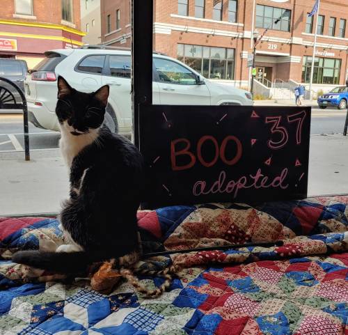 A black and white cat sits on a quilt next to a sign that says "Boo 37 adopted!" in a storefront window.