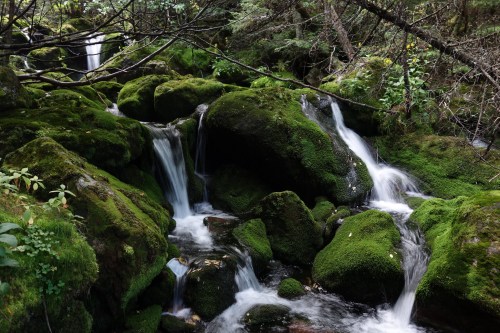 A serene forest scene featuring moss-covered rocks and gentle waterfalls flowing through lush greenery.