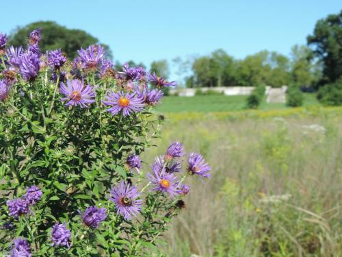 A cluster of purple flowers in a field, with trees and a distant wall in the background under a clear blue sky.