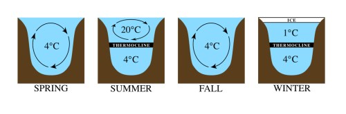 Diagram illustrating seasonal changes in water temperature and thermocline in a lake: Spring, Summer, Fall, Winter.