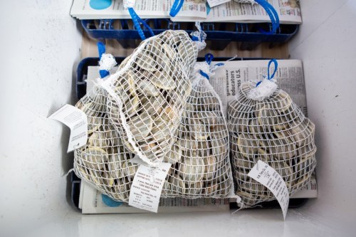 Three mesh bags filled with shellfish, resting on a tray lined with newspaper inside a cooler.