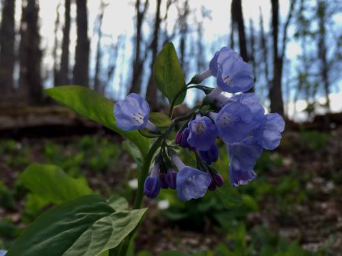 A cluster of delicate purple flowers with green leaves, set against a blurred forest background.