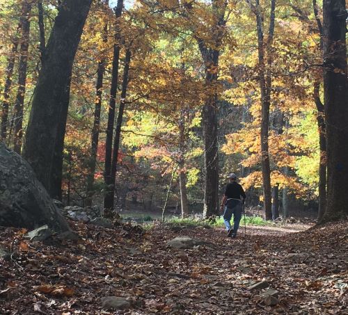 A person walks along a forest path surrounded by colorful autumn foliage and fallen leaves.