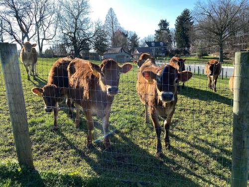 A group of brown cows stands by a fence in a sunny field, with trees and a house in the background.