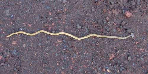 A long, slender yellowish snake lying on dark, rocky soil.