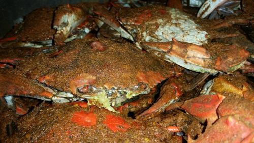 A close-up of a pile of crabs covered in a layer of seasoning, showcasing their reddish-brown shells.