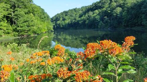 A serene lake surrounded by lush green trees and vibrant orange flowers in the foreground.