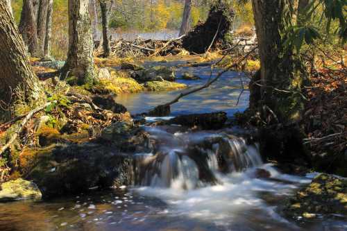 A serene stream flows through a forest, surrounded by trees and autumn foliage, with gentle water cascading over rocks.