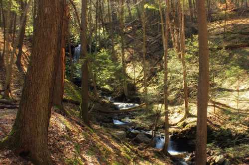 A serene forest scene with a flowing stream and a small waterfall, surrounded by tall trees and dappled sunlight.