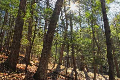 Sunlight filters through tall trees in a lush forest, casting shadows on the forest floor covered with fallen leaves.