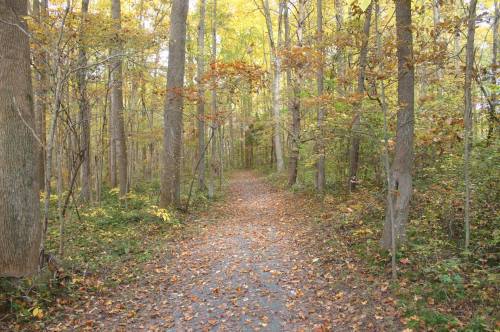 A serene forest path lined with trees, showcasing vibrant autumn foliage and a carpet of fallen leaves.