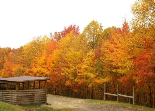 A vibrant autumn landscape featuring trees with bright orange and yellow leaves, alongside a wooden structure.