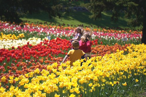 Children playing among vibrant tulip fields in red, yellow, and white blooms on a sunny day.