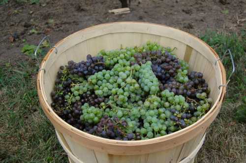 A wooden basket filled with green and black grapes, resting on the ground.