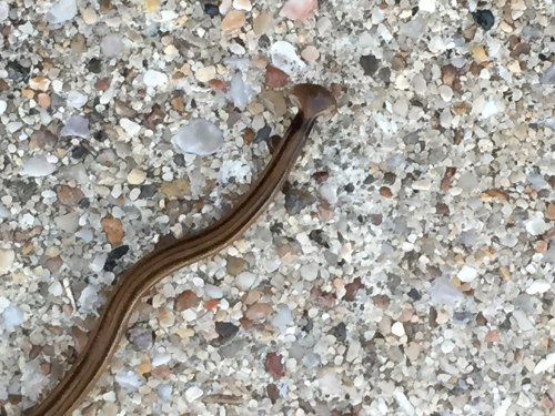 A close-up of a slender, brownish worm-like creature on a textured, sandy surface.