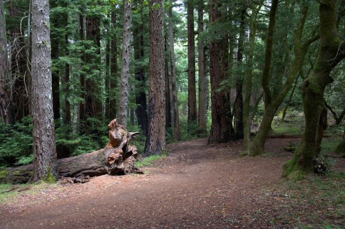 A serene forest path surrounded by tall trees and a fallen log, with dappled sunlight filtering through the leaves.