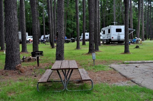 A picnic table in a grassy area surrounded by tall trees, with RVs parked in the background.
