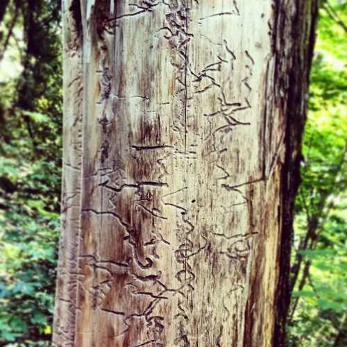 Close-up of a tree trunk with intricate patterns carved into the bark, surrounded by green foliage.