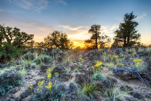 A vibrant sunset over a rocky landscape, with wildflowers and silhouetted trees in the foreground.