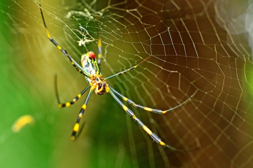 A close-up of a colorful spider weaving its intricate web in a natural setting.