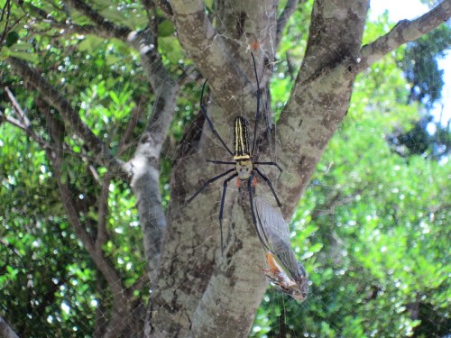 A large spider with yellow and black stripes on a tree, with a caught insect in its web nearby.