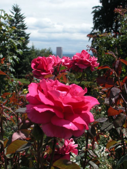Vibrant pink roses in a garden with a blurred city skyline in the background under a cloudy sky.
