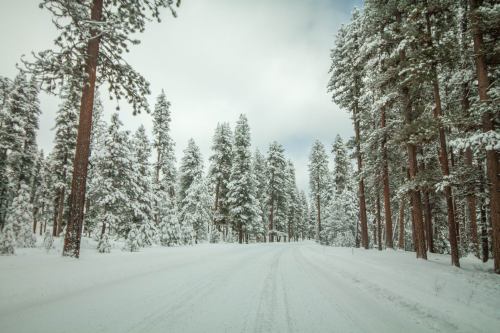 A snowy road surrounded by tall pine trees, creating a serene winter landscape under a cloudy sky.
