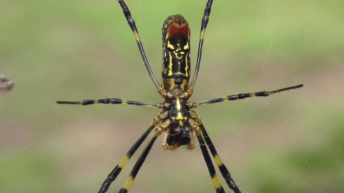 Close-up of a black and yellow spider with long legs, hanging from a web against a blurred green background.