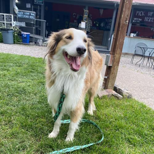 A happy dog with a fluffy coat stands on green grass, smiling in front of a café.
