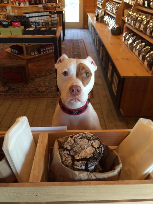 A dog with a distinctive coat pattern sits in a shop, looking curiously at the camera amidst shelves of jars.