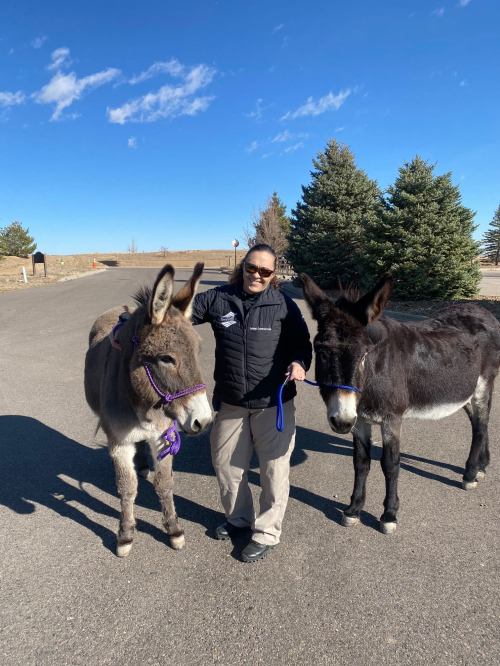A person stands between two donkeys on a sunny day, with trees and a clear blue sky in the background.