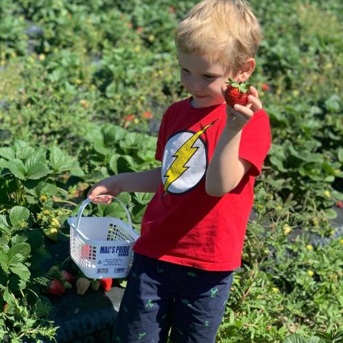 A young child in a red shirt holds a strawberry while picking berries in a field.