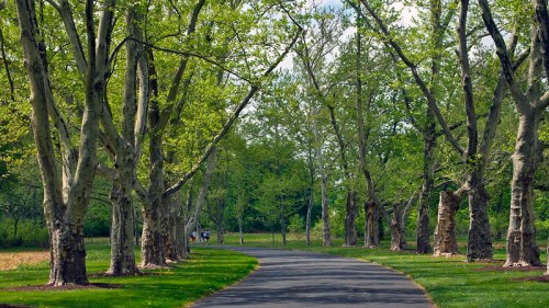 A serene pathway lined with tall trees, leading through a lush green landscape on a sunny day.