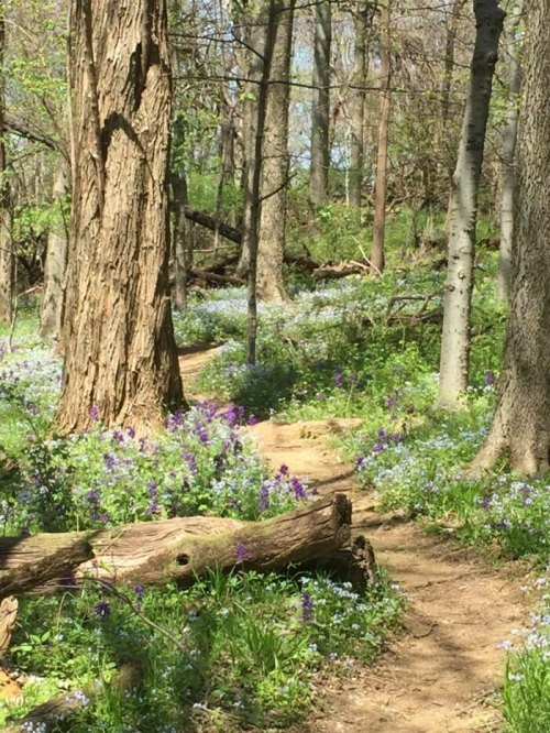 A serene forest path surrounded by blooming wildflowers and tall trees, creating a peaceful natural scene.