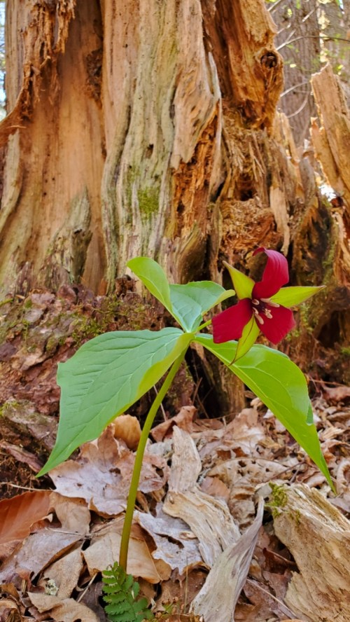 A vibrant red trillium flower stands tall among fallen leaves near a weathered tree trunk in a forest setting.