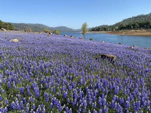 A vibrant field of blue wildflowers by a calm lake, surrounded by rolling hills and trees under a clear sky.
